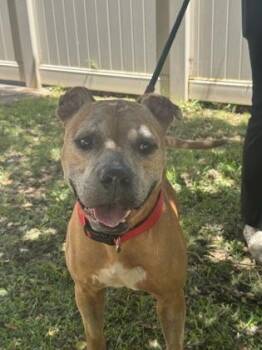 Leonidas -  Pit Bull Terrier and Mixed Breed Dog for Adoption in Honolulu, Hawaii - Leonidas | PetCurious