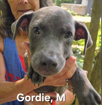 Gordie -  Mixed Breed Dog for Adoption in Parma, Ohio - Gordie | PetCurious