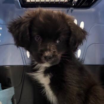 Swiss Roll -  Australian Shepherd Dog for Adoption in West Palm Beach, Florida - Swiss Roll | PetCurious