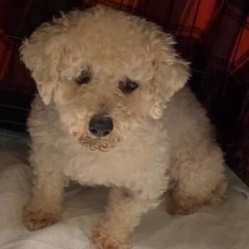 Bichon Frise Dogs Available for Adoption - Betty | PetCurious