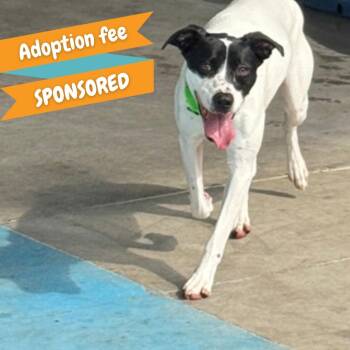 Rescue Australian Cattle Dog Blue Heeler Dogs for Adoption in Springfield, Missouri - Hildi (Swallowtail) | PetCurious