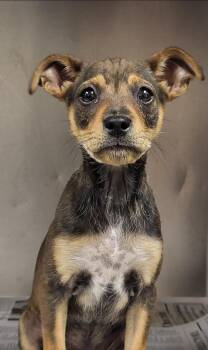 Feist Dogs Available for Adoption in Marion, Mississippi - Rita | PetCurious