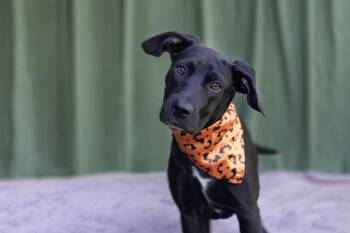 Cassie -  Black Labrador Retriever and Hound Dog for Adoption in Whitestown, Indiana - Cassie | PetCurious