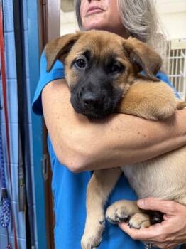 Signature -  Mixed Breed Dog for Adoption in Alexandria, Virginia - Signature | PetCurious