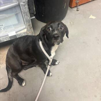 Daisey-mae -  Mixed Breed Dog for Adoption in Yuma, Arizona - Daisey-mae | PetCurious