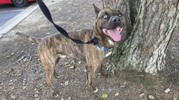 Pit Bull Terrier and Mixed Breed Dogs Available for Adoption in Charlotte, North Carolina - BRUCE | PetCurious