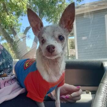 Pinky -  Chihuahua and Miniature Pinscher Dog for Adoption in Galveston, Texas - Pinky | PetCurious