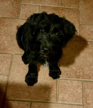 Goldendoodle and Poodle Dogs Available for Adoption - Jasmine | PetCurious