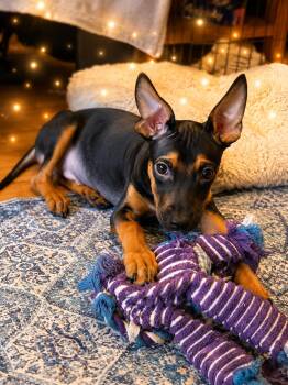 Nigel -  Shepherd Dog for Adoption in Long Beach, New York - Nigel | PetCurious