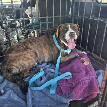 Banjo 26-09-124 -  Pit Bull Terrier and Mixed Breed Dog for Adoption in Bastrop, Texas - Banjo 26-09-124 | PetCurious