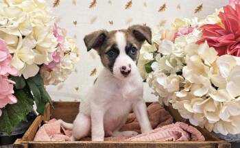 Sycamore -  Terrier Dog for Adoption in Newberg, Oregon - Sycamore | PetCurious