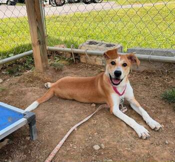 Shepherd and Mixed Breed Dogs Available for Adoption in Blountville, Tennessee - Strawberry | PetCurious