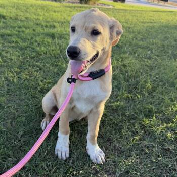 Cappuccino -  Hound Dog for Adoption in Harlingen, Texas - Cappuccino | PetCurious