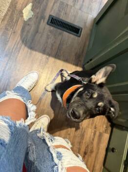 Siberian Husky and Shepherd Dogs Available for Adoption in Visalia, California - Curly | PetCurious