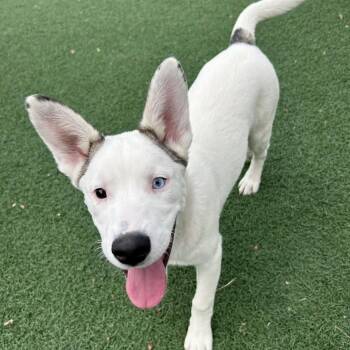 Rescue Husky and Shepherd Dogs for Adoption in Fullerton, Pennsylvania - Quinn | PetCurious