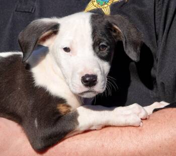 Clark -  Terrier Dog for Adoption in Millfield, Ohio - Clark | PetCurious