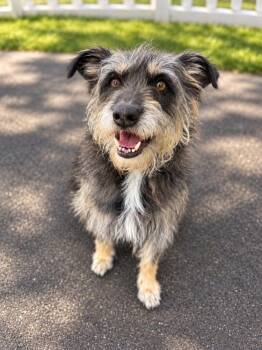 Ollie -  Schnauzer Dog for Adoption in Jamul, California - Ollie | PetCurious