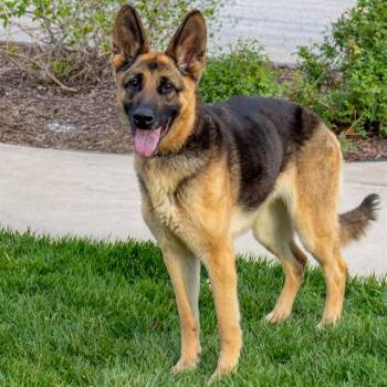 German Shepherd Dog Dogs Available for Adoption in St. Louis, Missouri - KOTA | PetCurious