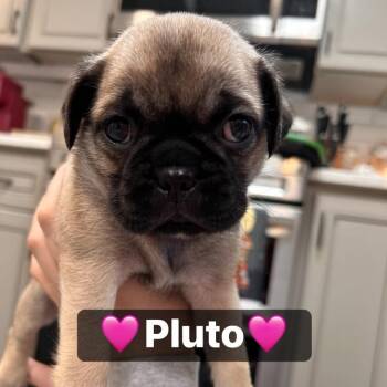 Pluto -  Pug Dog for Adoption in Tucson, Arizona - Pluto | PetCurious
