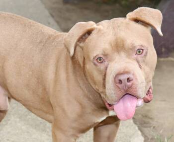 Rescue Pit Bull Terrier Dogs for Adoption in Euclid, Ohio - Fred | PetCurious