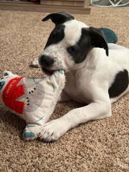 Molly -  Mixed Breed Dog for Adoption - Molly | PetCurious