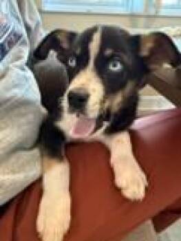 Frank Sinatra -  Australian Shepherd and Mixed Breed Dog for Adoption in Morristown, New Jersey - Frank Sinatra | PetCurious