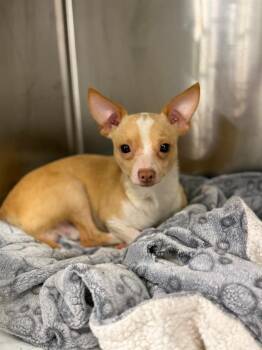Finn -  Chihuahua Dog for Adoption in Blountville, Tennessee - Finn | PetCurious