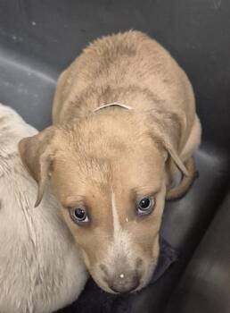 Dolly - URGENT -  Pit Bull Terrier and Labrador Retriever Dog for Adoption in Thousand Oaks, California - Dolly - URGENT | PetCurious