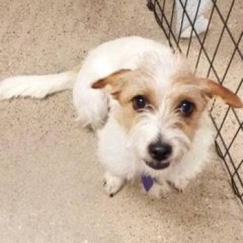 Ellie -  Terrier Dog for Adoption in Green Valley, Arizona - Ellie | PetCurious