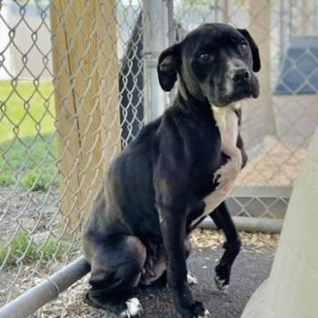 Pit Bull Terrier Dogs Available for Adoption in Martinsville, Virginia - Laika | PetCurious