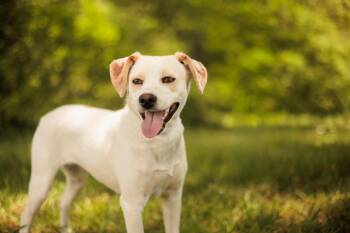 Mixed Breed Dogs Available for Adoption in Gradyville, Kentucky - Stella Mae | PetCurious