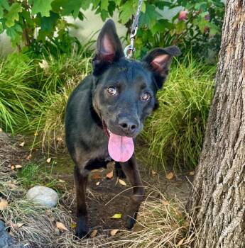 Po -  Labrador Retriever Dog for Adoption in Palo Alto, California - Po | PetCurious