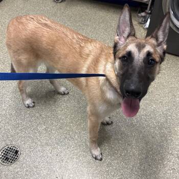 Apollo -  Shepherd Dog for Adoption in San Gabriel, California - Apollo | PetCurious