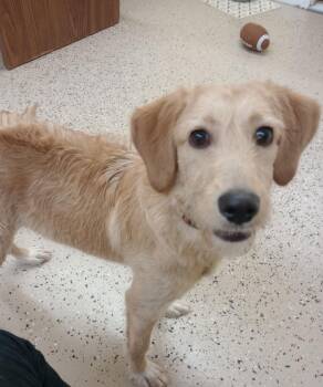 Wire Fox Terrier and Labrador Retriever Dogs Available for Adoption - Trixy | PetCurious