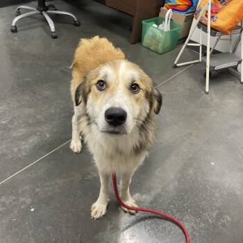 Spaghetti -  Mixed Breed Dog for Adoption in Dickinson, Texas - Spaghetti | PetCurious