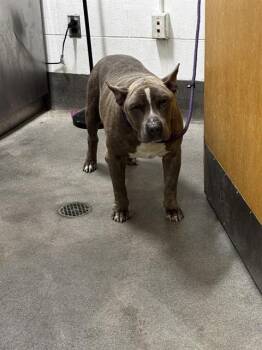 HENRY -  Pit Bull Terrier Dog for Adoption - HENRY | PetCurious