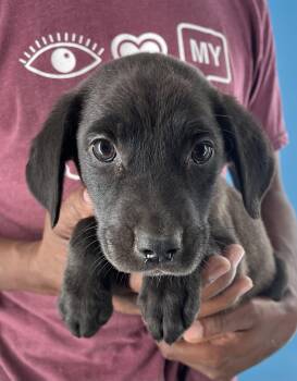 Rescue Black Labrador Retriever Dogs for Adoption in Brookshire, Texas - Hope - Local Dec 19-21 | PetCurious