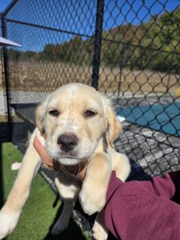 Plum -  Golden Retriever Dog for Adoption in Richmond, Kentucky - Plum | PetCurious