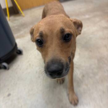 MilkyWay - 060401U -  Cattle Dog Dog for Adoption in Tupelo, Mississippi - MilkyWay - 060401U | PetCurious