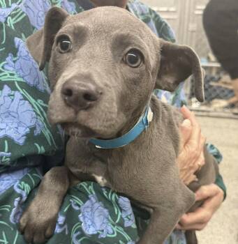 Labrador Retriever Dogs Available for Adoption - Franny | PetCurious