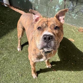 Mixed Breed Dogs Available for Adoption - Bengal | PetCurious