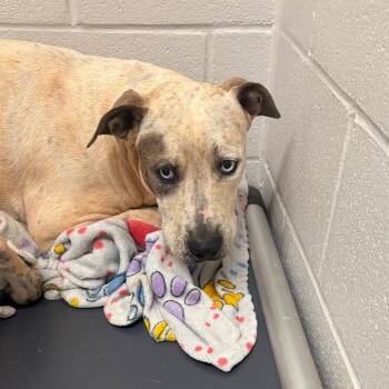 Beef Stroganoff -  Pit Bull Terrier Dog for Adoption in Morganton, North Carolina - Beef Stroganoff | PetCurious