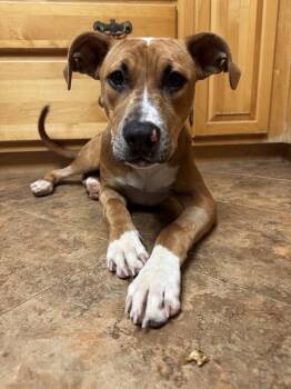 Rescue Mixed Breed Dogs for Adoption in Lansing, Michigan - Kansas (25-162 D) | PetCurious