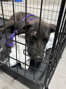 ADIRA -  Labrador Retriever and Mixed Breed Dog for Adoption in Las Vegas, Nevada - ADIRA | PetCurious