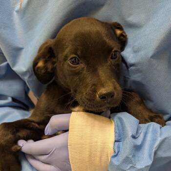 Carousel -  Black Labrador Retriever and Mixed Breed Dog for Adoption in Charlottesville, Virginia - Carousel | PetCurious