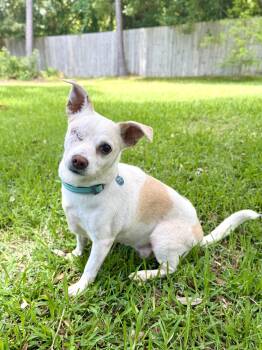 Cashew -  Chihuahua Dog for Adoption in Milton, Florida - Cashew | PetCurious