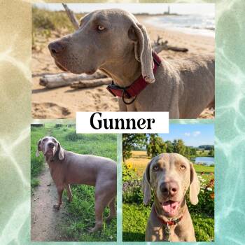 Gunner -  Weimaraner Dog for Adoption in St. Louis, Missouri - Gunner | PetCurious