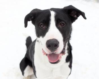 Border Collie Dogs Available for Adoption - Taz | PetCurious