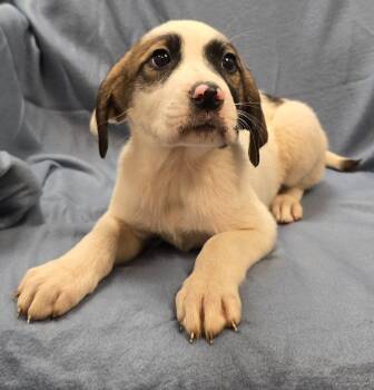 Fleur -  Terrier and Mixed Breed Dog for Adoption in Murphysboro, Illinois - Fleur | PetCurious