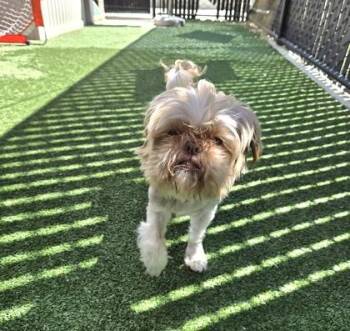 Chloe -  Mixed Breed Dog for Adoption in Pleasanton, California - Chloe | PetCurious